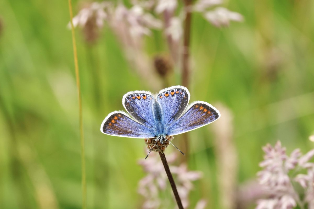 At the tender age of 61 I saw my first Common Blue and Dark Green Fritillary yesterday! They have always been there but as a birder most of my life I simply never saw them! Life is going to get a lot more interesting as moths, butterflies, insects and flora are now on my radar 🥰