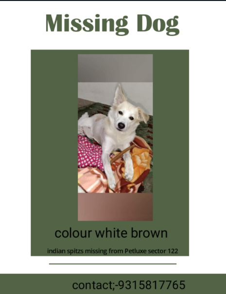 TheViditsharma's tweet photo. Lost Dog Alert!  This dog has gone missing from Sector 122. The owners are desperately searching for him.

Please help by sharing this post! 🙏 #LostDog #Sector122 #HelpFindDog https://t.co/bKIIdhkQAJ
