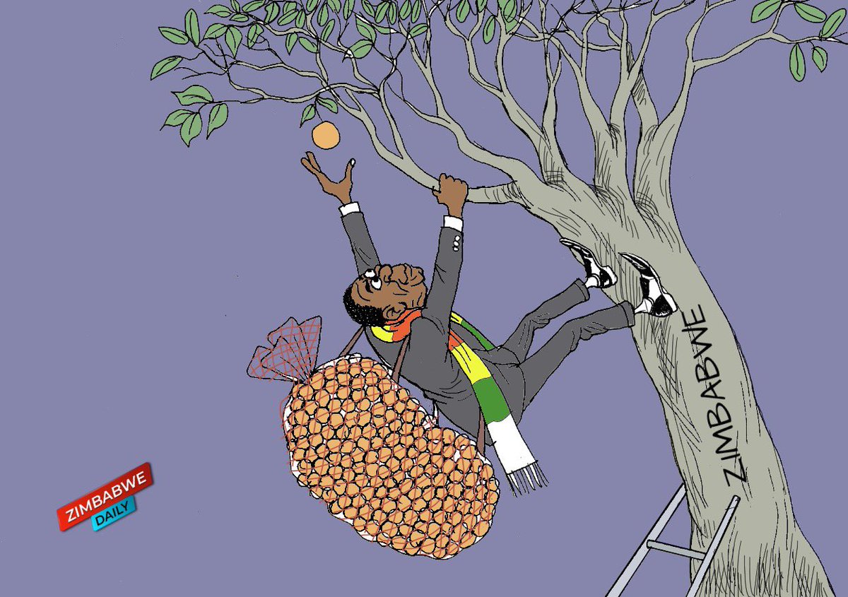 zimDaily tweet media