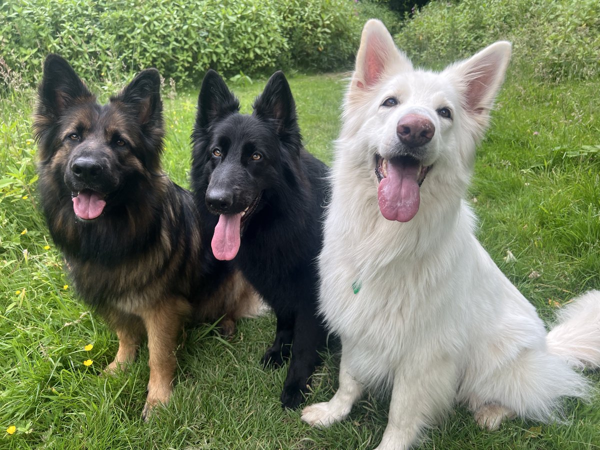 ForRover's tweet image. Sorry for the lack of regular pupdates. Delilah and I are fine, we’re enjoying our walks. I’m just really focusing on making the walks the best they can be and social media takes over my life a bit, so just taking some times for us. I’ll be back but might be a little while yet.