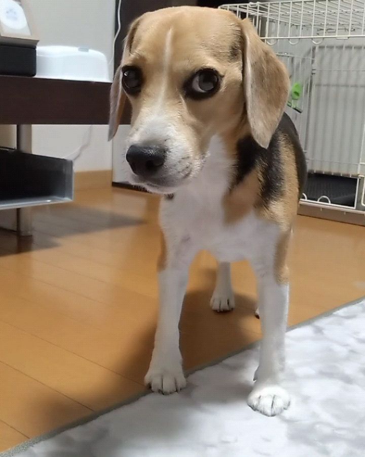 SelinaSelibison's tweet photo. #beagle #beagles #beaglelove #beaglestagram #instadog #dogstagram #dog #beaglesofinstagram #dogsofinstagram #doglover #beaglelife #beaglemania #beagledog #dogphotography #beagleworld https://t.co/hgGO4U4bBb