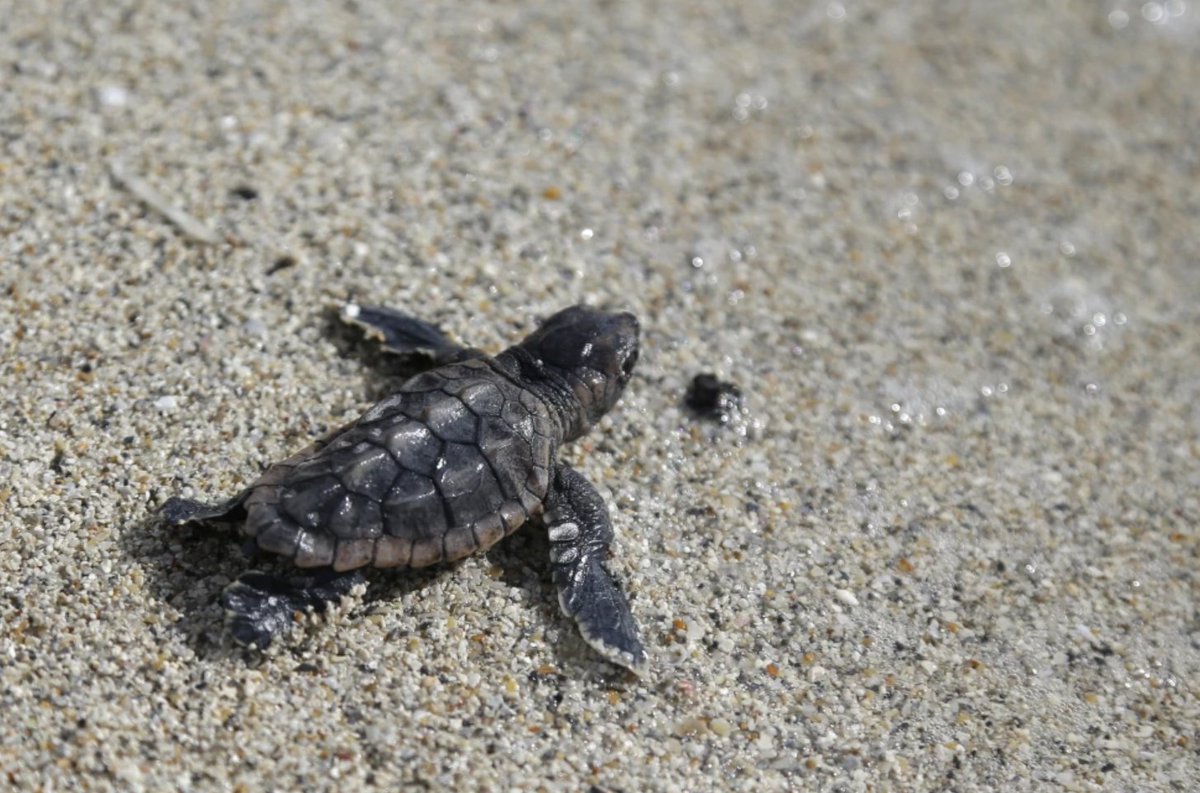 A new Florida law banning intentional balloon releases is a crucial step to safeguard sea turtles, marine birds, and young children. Let's protect our marine wildlife by saying no to balloon litter! 🚫🎈🐢

apnews.com/article/balloo…

AP Photo/Lynne Sladky