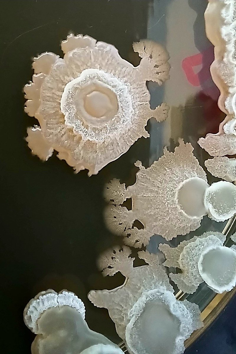 AndresAD81's tweet photo. Bacillus sp. isolated from honey. https://t.co/tQyKvNIWjq