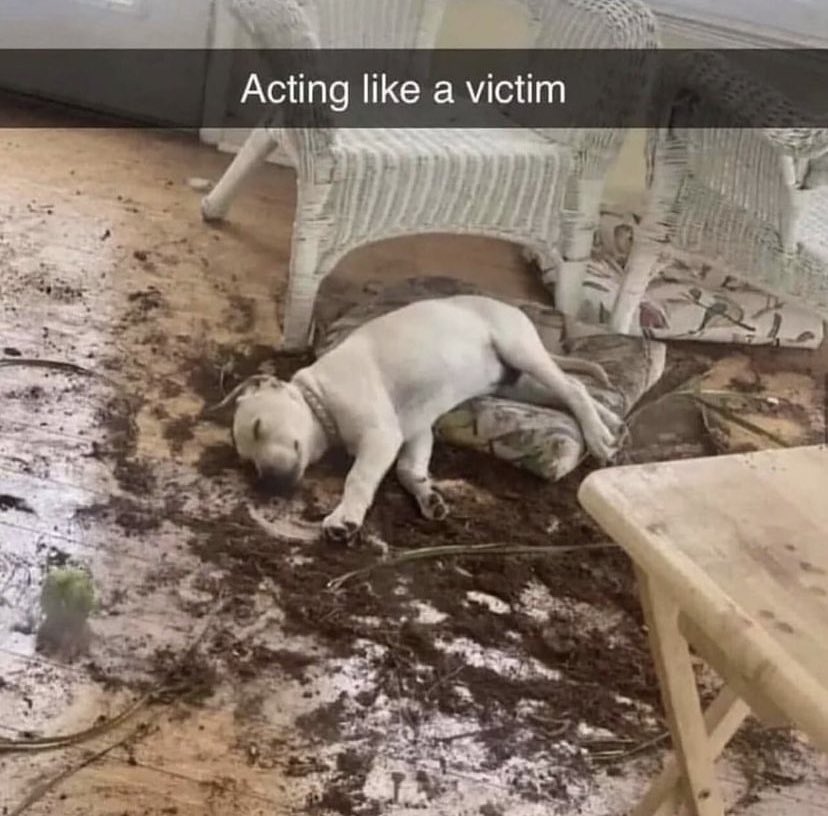 dogeofficialceo's tweet photo. I love dogs 😂 https://t.co/RY7V1SzGRy