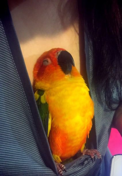 Out of Context Birds tweet media