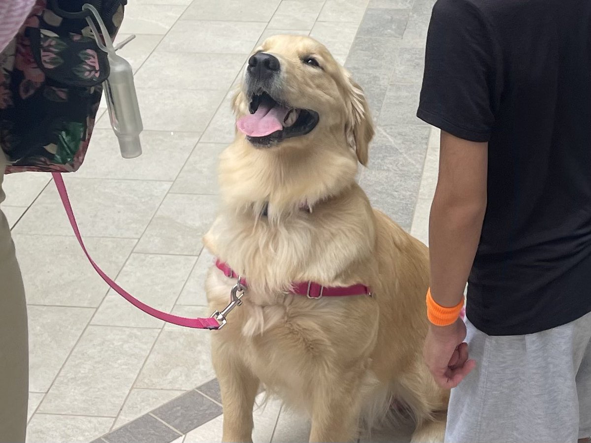 We found Rover on Icon of the Seas.  She’s as friendly as she is beautiful. 

#iconoftheseas
<a href="/RoyalCaribbean/">Royal Caribbean</a>