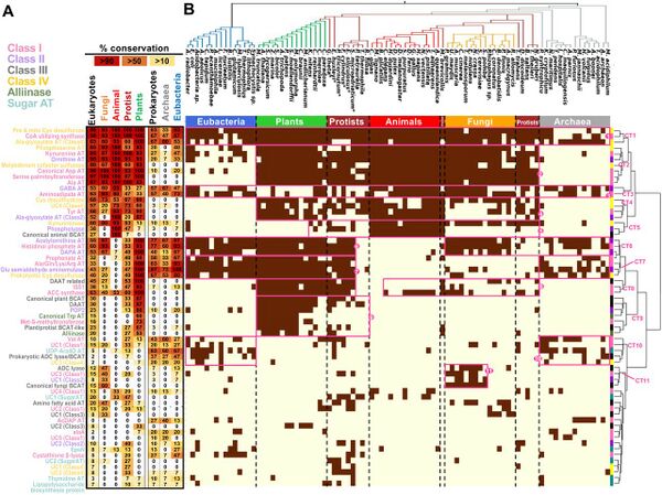 Hiroshi A. Maeda (@hiroshiamaeda) on Twitter photo A new PNAS paper, by Maeda lab <a href="/UWMadison/">UWāMadison</a> and Yoshikuni lab <a href="/BerkeleyLab/">Berkeley Lab</a>, revealed the evolutionary history of aminotransferase family enzymes, crucial for nitrogen metabolism, across the Tree of Life. Thanks to DOE Genomic Sci and NSF PGRP for support! tinyurl.com/yvn4wkju A new PNAS paper, by Maeda lab <a href="/UWMadison/">UWāMadison</a> and Yoshikuni lab <a href="/BerkeleyLab/">Berkeley Lab</a>, revealed the evolutionary history of aminotransferase family enzymes, crucial for nitrogen metabolism, across the Tree of Life. Thanks to DOE Genomic Sci and NSF PGRP for support! tinyurl.com/yvn4wkju