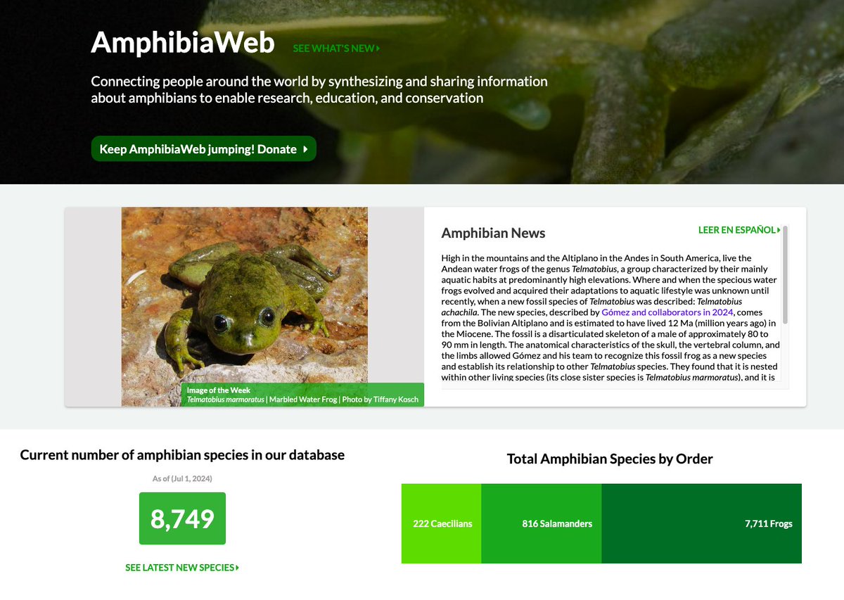 Dr Tiffany Kosch 👩🔬 🤿🐸🧬 (@takosch) on Twitter photo How exciting! One of my photos was selected for Amphibian of the Week by <a href="/AmphibiaWeb/">AmphibiaWeb- we're on @amphibiaweb.bsky.social</a> 😀🐸📸
amphibiaweb.org How exciting! One of my photos was selected for Amphibian of the Week by <a href="/AmphibiaWeb/">AmphibiaWeb- we're on @amphibiaweb.bsky.social</a> 😀🐸📸
amphibiaweb.org