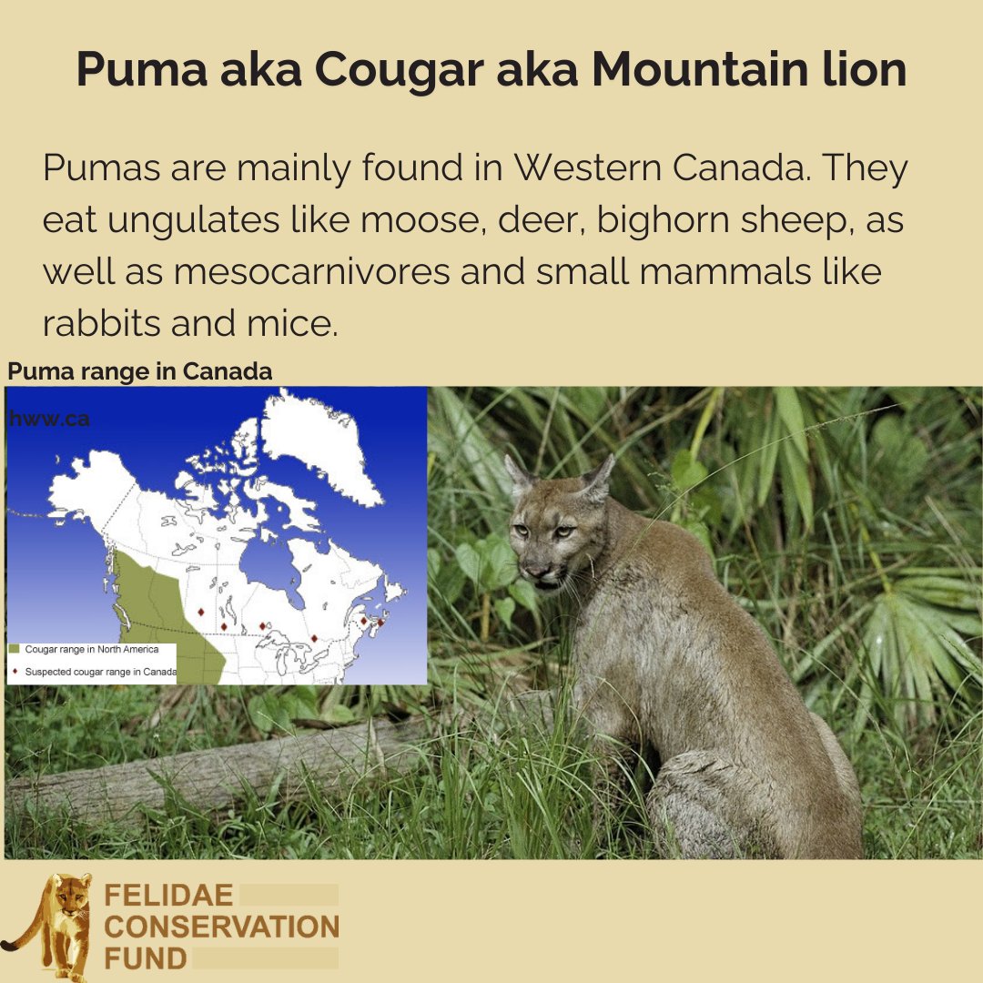Today is Canada Day! Learn about the wild cat species that call Canada home- Canada lynx, bobcats, and pumas!
#canadaday #wildcat #northamerica #puma #mountainlion #lynx #bobcat #wildlife