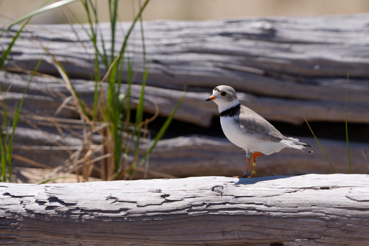 Daniel Ayala tweet media