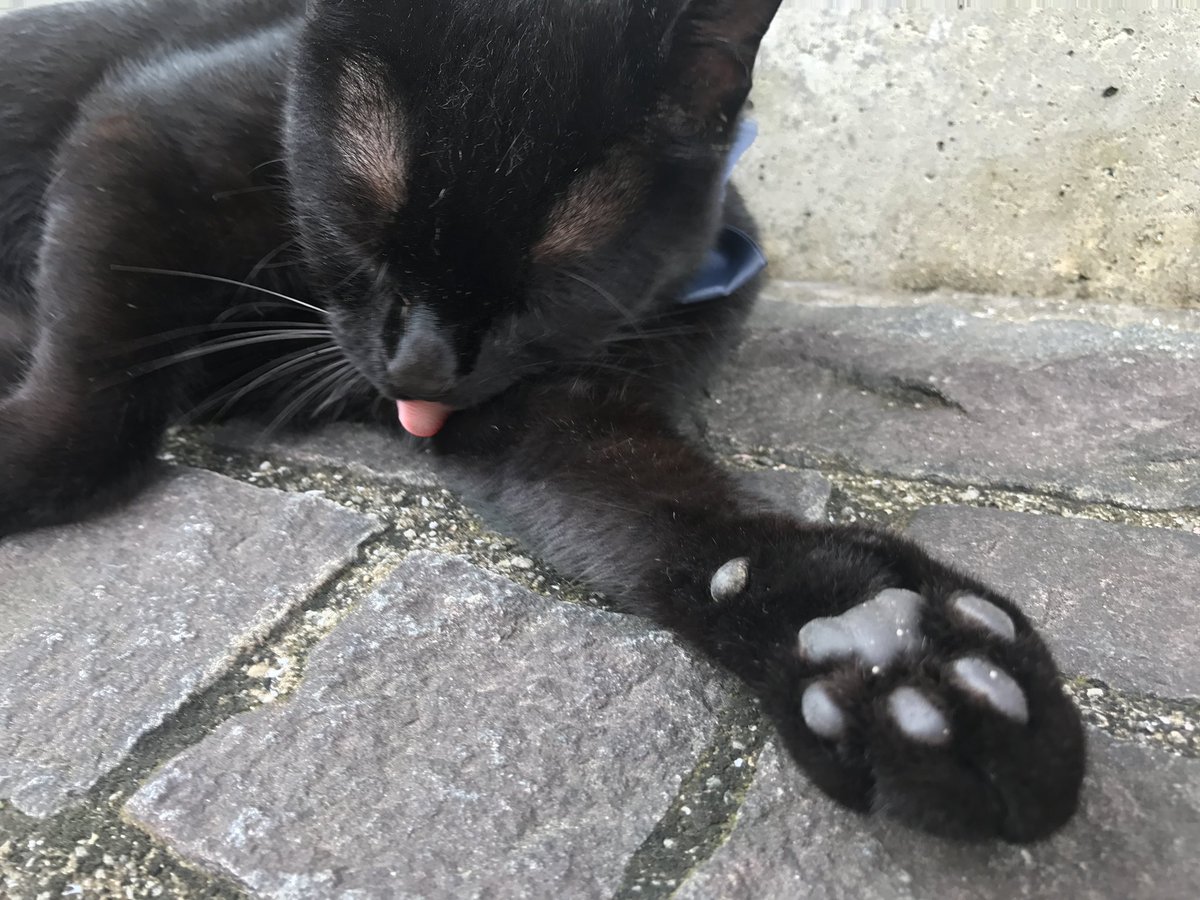 時をかける猫ニャ075 