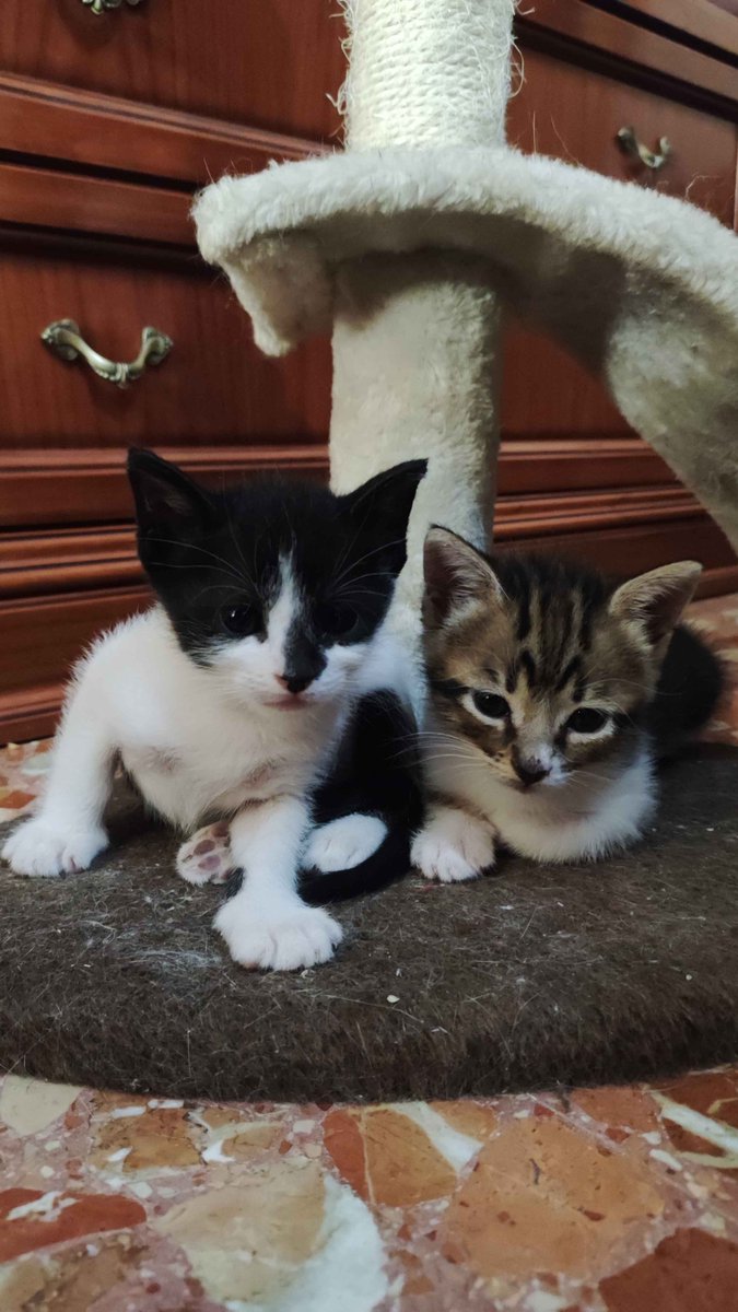 maría miquel tweet media