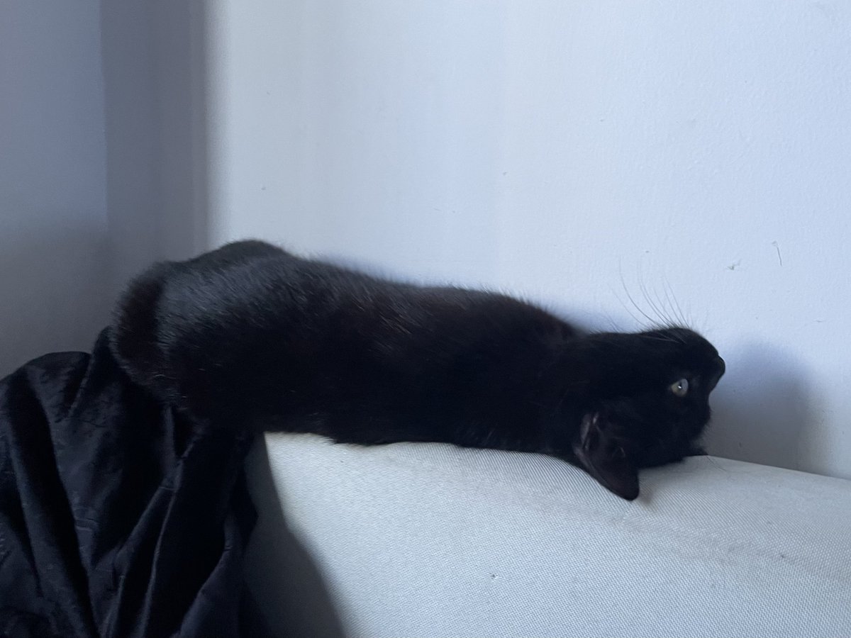 在朋友家遇到了她和她的猫条 https://t.co/GoDCRm5fH8