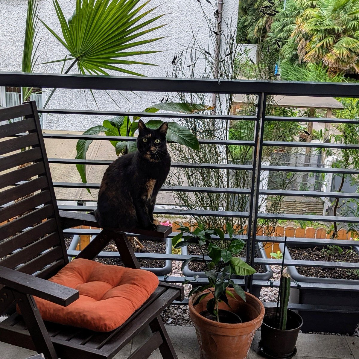 BoredPredator's tweet image. Living my best life in Italy: sunbathing on chairs I don&apos;t own and judging the neighbors&apos; gardening skills. 🍝🐾 

#ItalianQueen #LaDolceKitty #PlantPatrol #CatsOfX