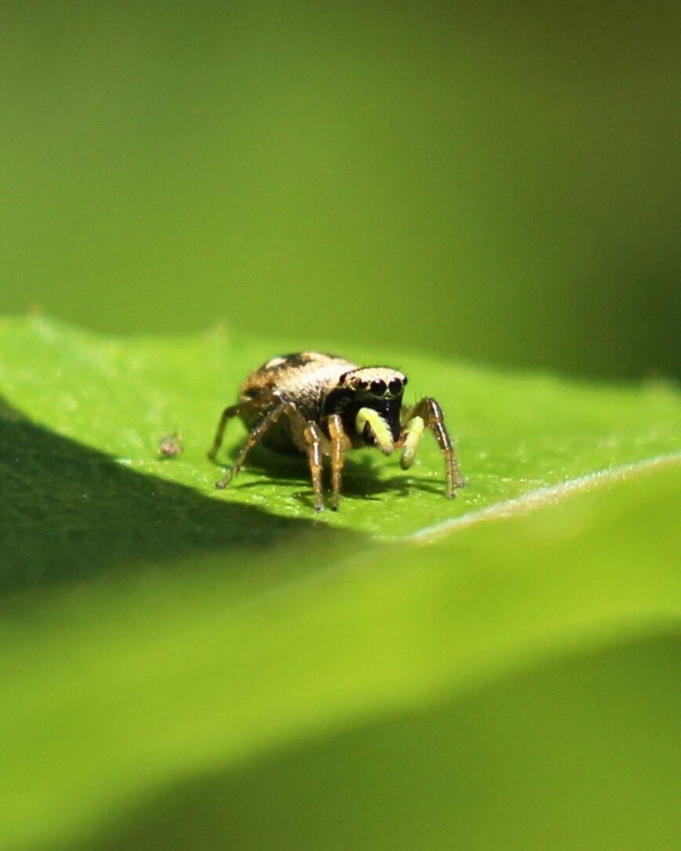 ONDADARWIN's tweet photo. Los saltícidos (Salticidae) son una familia de pequeñas arañas conocidas comúnmente como arañas saltarinas, saltadoras o caza moscas, con más de 700 géneros y 7000 especies descritas #spider #spiders #araña #insecto #insect #insects #macrophotography #biologia #animal #animales https://t.co/vtCToOVyf6