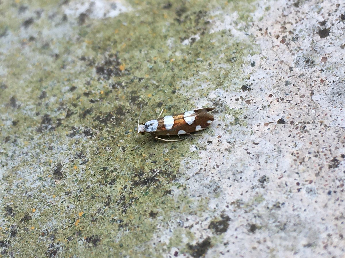OwainGabb's tweet photo. Some moths from the past few nights: Argyresthia brockeella, Endothenia nigricostana (scarce & local in Wales), the migrant Palpita vitrealis and eyed hawk moth #Gower #Moths #MothTrapping https://t.co/LUtSu74nAI