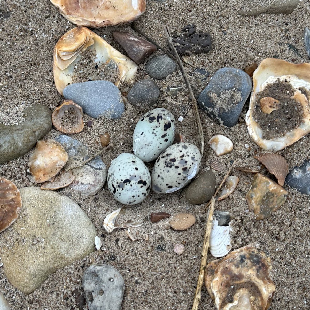 After a bit of a lull, a rather insane flurry of 4 little tern nests were found within 12 hours of each other by the shorebird warden. This leaves us at a whopping 13 nests responsible for up to 32 eggs/chicks, and possibly due more. It’s shaping up to be quite the season! 🪺