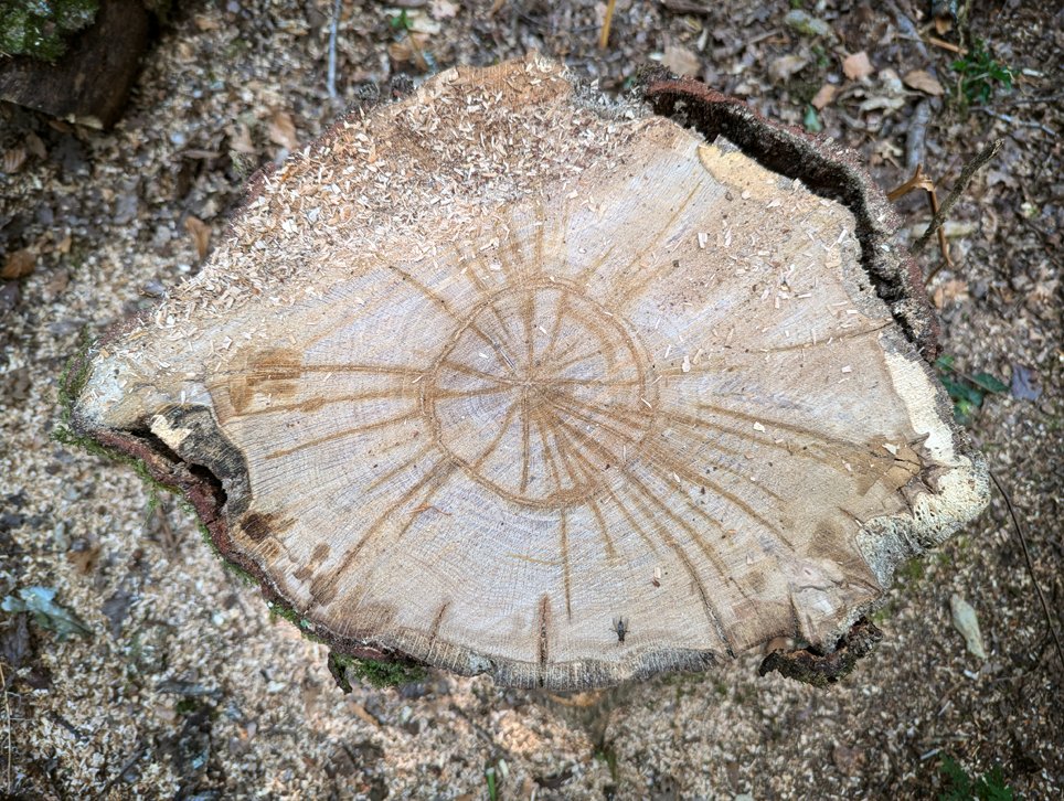 The Eye of Sauron. Or is it the eye of Treebeard? Tree stump from a recently felled tree at a local woodland. Did you know that all of our wooden products are sourced from sustainable wood?

#lotr #eyeofsauron #treebeard #treestump #woodeye #paredolia #sustainablewoodwork