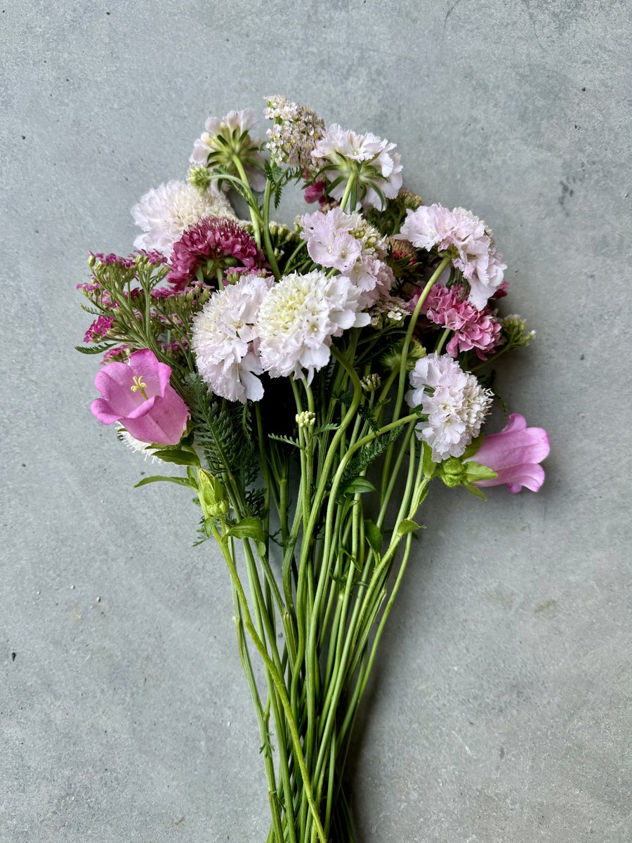 sah2m's tweet photo. Summer flowers. ❤️ https://t.co/fWYPv9JaJA