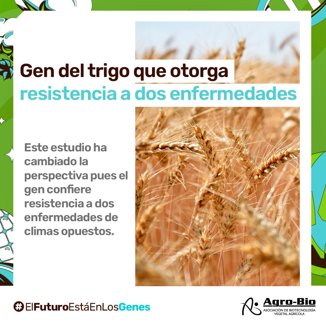 Agrobio_andina's tweet photo. #BioNoticia del trigo🌾Se descubrió que un gen de resistencia en el trigo puede proteger contra dos enfermedades, aunque estas se den en regiones climáticas opuestas.✨

Mira las dos enfermedades acá 👉 https://t.co/X0phSw8jj3 https://t.co/C9WkPr2FVp