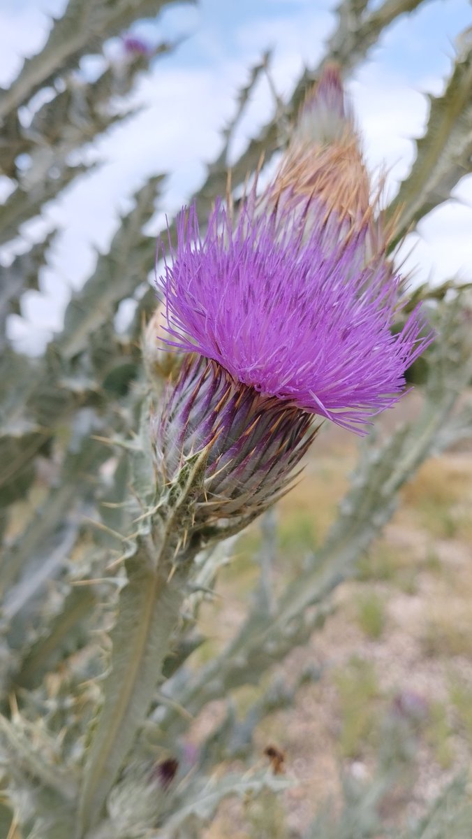 mmolbus's tweet photo. /Onopordum nervosum/ es un endemismo ibérico y un auténtico gigante de nuestros campos. Su inflorescencia puede superar los 3m, destacando ampliamente sobre el resto de herbáceas.  Crece en márgenes de caminos, terrenos baldíos y riberas. Provincia de Madrid, España, Junio 2024. https://t.co/A7mGB4kL3F