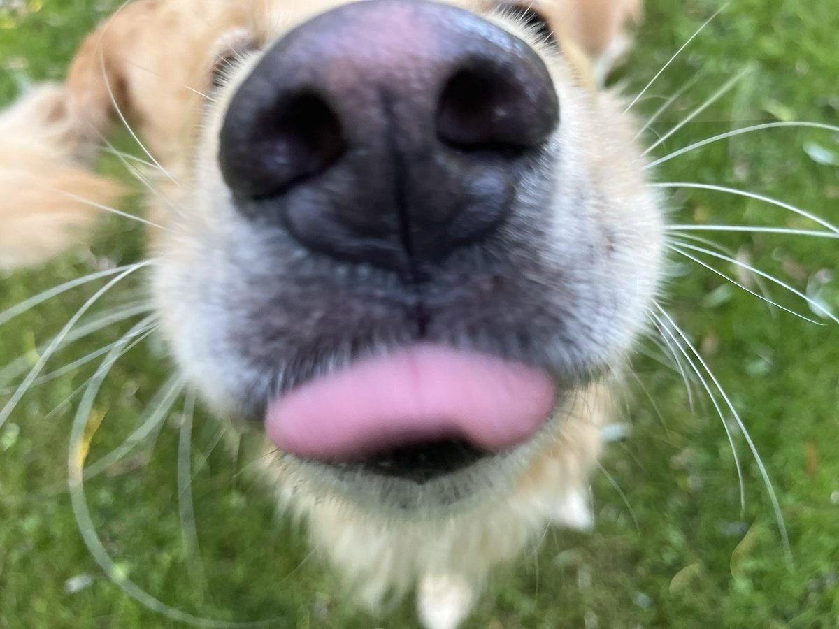 peggyfrezon's tweet image. One of the best sights ever! #BrooksHaven #DogCelebration #Dogsarefamily #GoldenRetriever #happiness #rescuedogsrock #summerfun