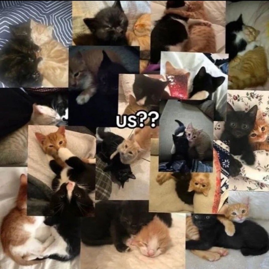 Catsillyness's tweet photo. us?? https://t.co/i6joHn14fO