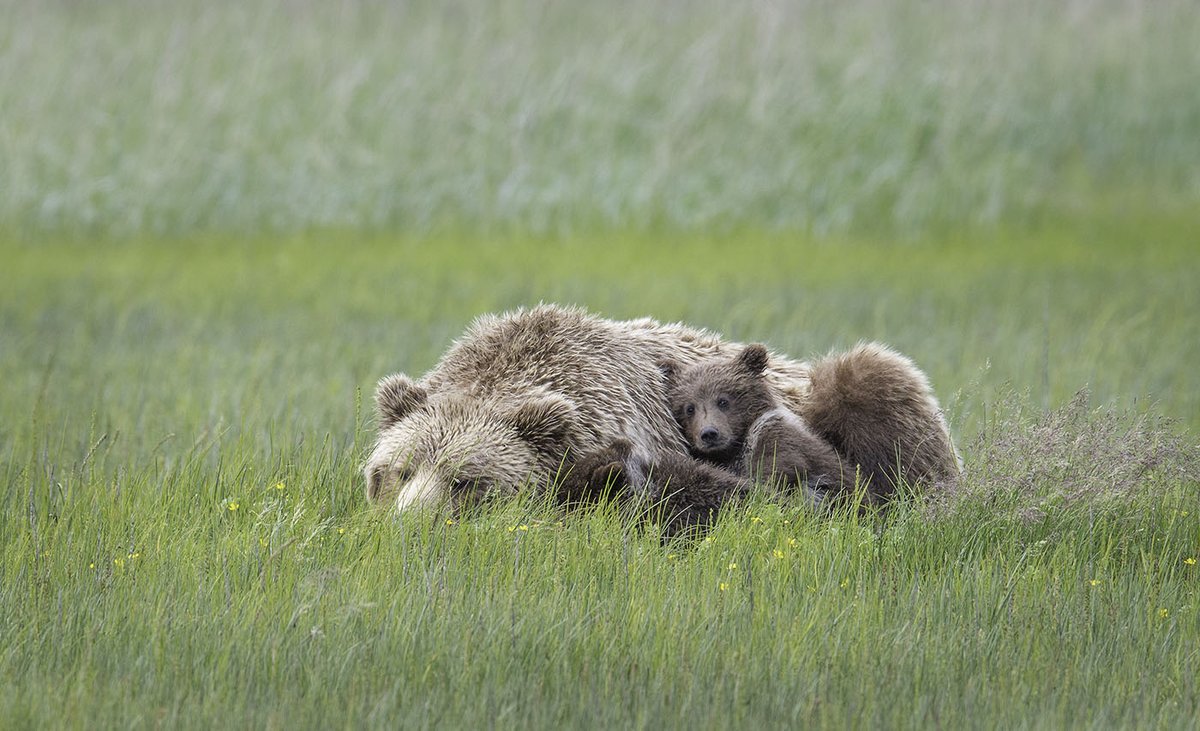 “I’ve learned that people will forget what you said, people will forget what you did, but people will never forget how you made them feel.” – Maya Angelou

Learn 12 Ways to Evoke Emotion in Your Wildlife Photos with Tin Man Lee in this helpful tutorial!
