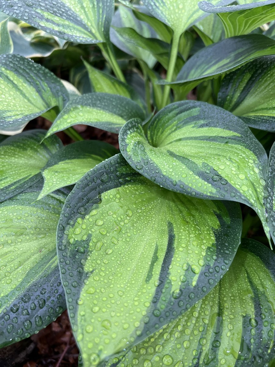 iplantsman's tweet photo. Hosta โJustineโ - Yes please!
Looked glorious at #RHSHamptonCourt today in the floral marquee. I believe she is too subtle for @Darran_Jaques and @Matthew_Pottage, but baby steps for me with variegation. ๐คฃ
#plants #Hamptoncourt #flowershow #hosta #justine #variegation https://t.co/0fjvdBIWaa