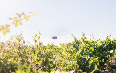 Lodi Wine Growers tweet media