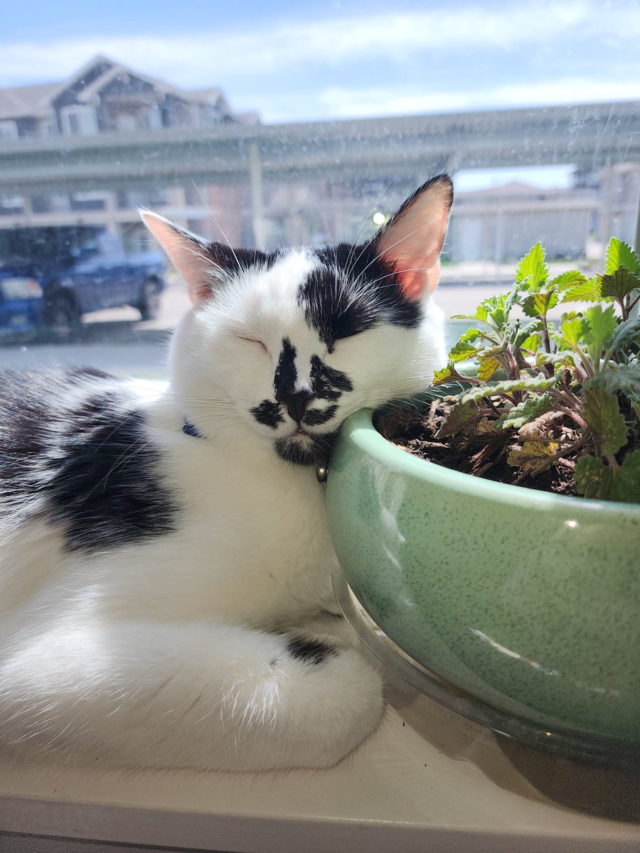 PawsitivelyPaw3's tweet photo. @GodOfLoveAmor "Thank yous, furriend!! I hope yous doing v good and feeling all the happiness!"
-Onyx https://t.co/Y2sMrq1m3c