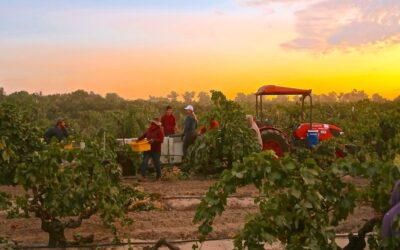 Lodi Wine Growers tweet media