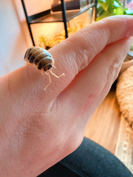I love isopods so much 💕 i should do an isopod tour vid, i have hundreds at this point LOL https://t