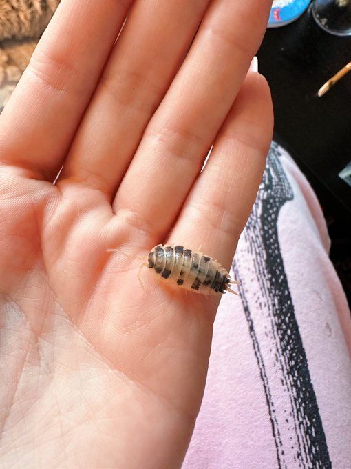 I love isopods so much 💕 i should do an isopod tour vid, i have hundreds at this point LOL https://t