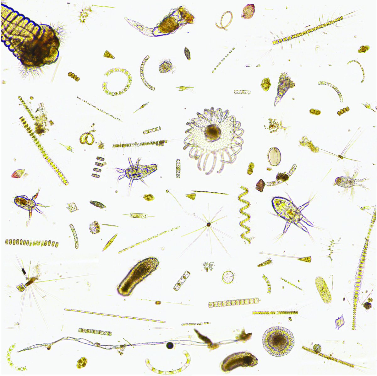 And as always, since 1892 Hopkins has provided the most stunning collection of plankton year round-perfect for testing the newest version of our #Planktoscope <a href="/fairscope_/">FairScope</a>