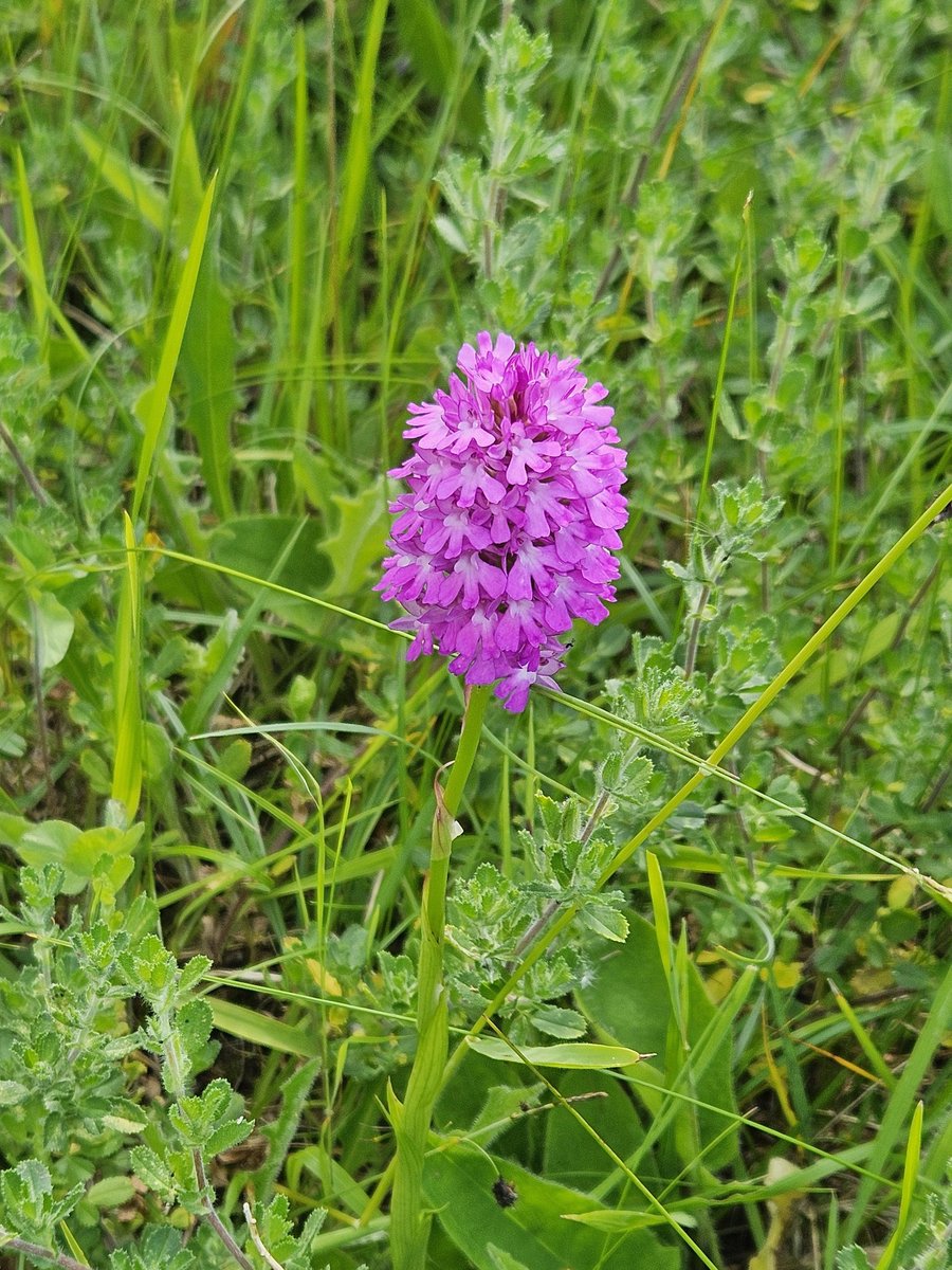 BagginsTim's tweet photo. Wild flower selection from Wharram Quarry last week. Looking great at the moment especially on sunny day, loads of orchids and 100s of butterflies. @YWT_North https://t.co/oAGnE8Kvcd