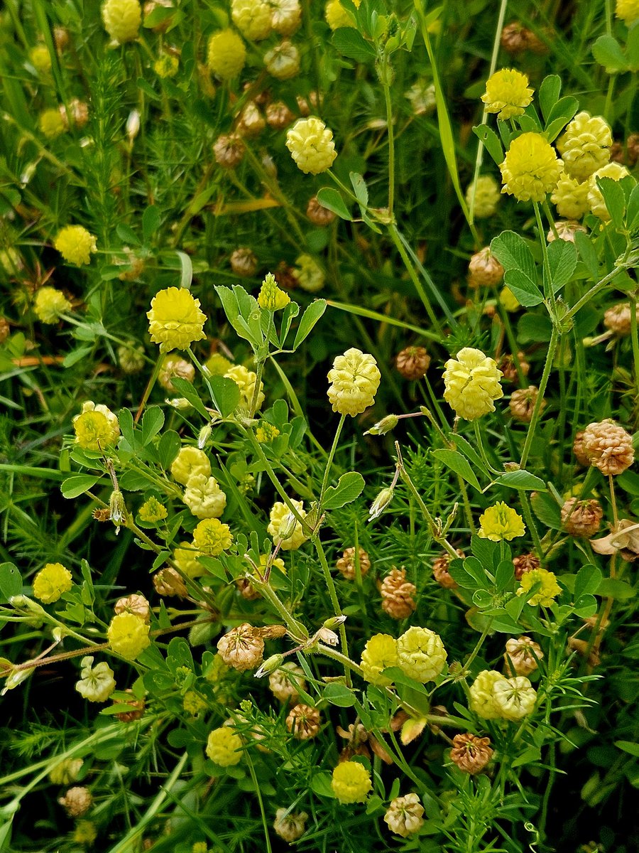 BagginsTim's tweet photo. Wild flower selection from Wharram Quarry last week. Looking great at the moment especially on sunny day, loads of orchids and 100s of butterflies. @YWT_North https://t.co/oAGnE8Kvcd
