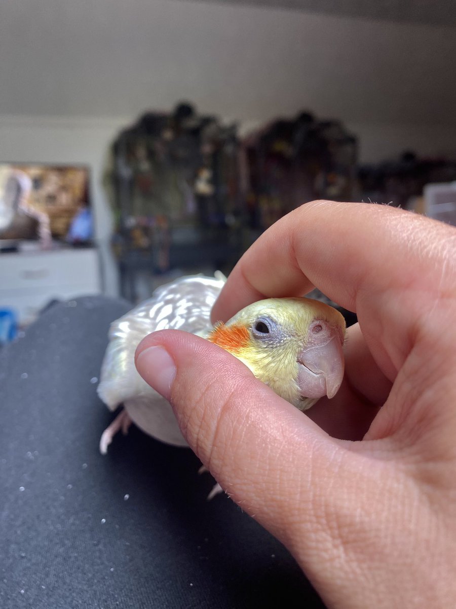 Freddie The Tiel tweet media