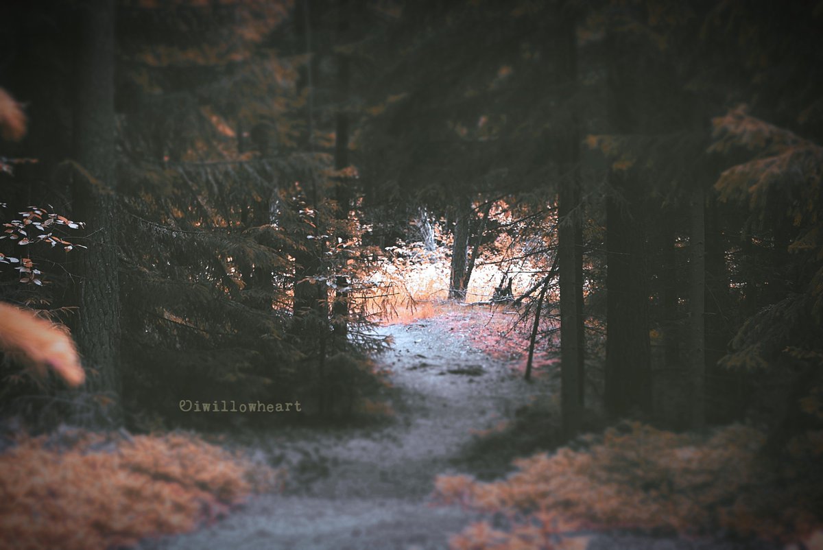 iwillowheart's tweet image. Out of darkness

#naturephotography 
#forestphotography 
#naturepath #trees