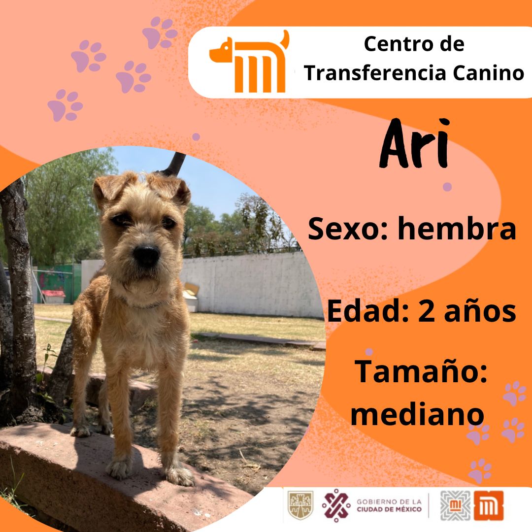 MetroCDMX's tweet photo. "Ari" está en busca de una familia, si deseas darle la oportunidad de ser adoptada comunícate vía e-mail a: ctc@metro.cdmx.gob.mx   Consulta requisitos de adopción en 👉🏼 https://t.co/a2rSGOkjut 🐾  #AdoptaNoCompres 🐶🏡 https://t.co/ZG7i9T6kTC