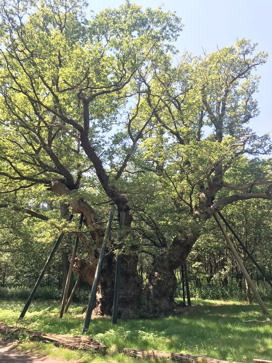 TreeRegister's tweet photo. Offa’s Oak in Windsor Great Park

Named after King Offa, who ruled over the kingdom of Mercia from 757 until 796, a time when the tree likely germinated, making it c. 1200 years old

Partially collapsed and fragmented it's trunk is around 11m in circumference

#ThickTrunkTuesday https://t.co/Geb6awRvtH
