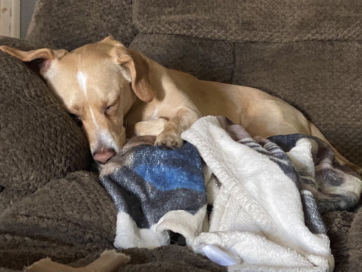 ConnAndBellaBea's tweet image. Grandpup Lenny came over today. He doesn’t have a yard at his house. So he loves going to Mamaw’s to run like a fool and the extra cookies. 
#Exhausted 
#SpoiledPup 
#IReallyNeedGrandchildren