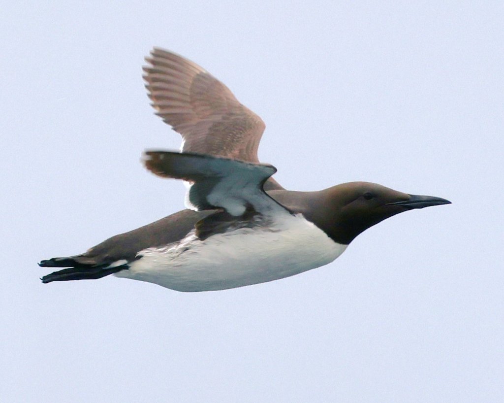fcozdal's tweet photo. Hundreds, maybe thousands of Common Guillemots are currently breeding in the Isle of May Nature Reserve offshore Edinburgh, Scotland. Their first egg was recorded on May 2 and first chick on June 8 this year.
#birdwatching #seabirds
#wildlife #naturereserves 
#birdinginUK https://t.co/RTEj7hhkLR