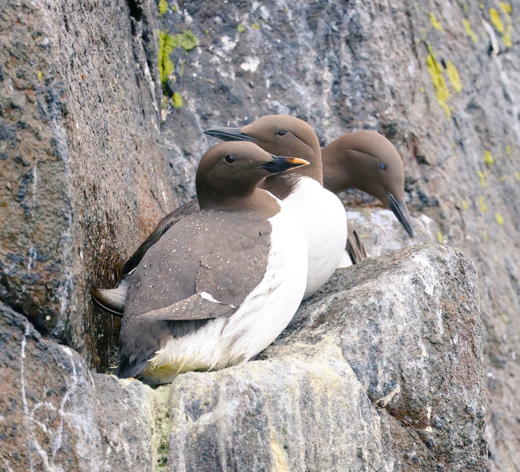 fcozdal's tweet photo. Hundreds, maybe thousands of Common Guillemots are currently breeding in the Isle of May Nature Reserve offshore Edinburgh, Scotland. Their first egg was recorded on May 2 and first chick on June 8 this year.
#birdwatching #seabirds
#wildlife #naturereserves 
#birdinginUK https://t.co/RTEj7hhkLR