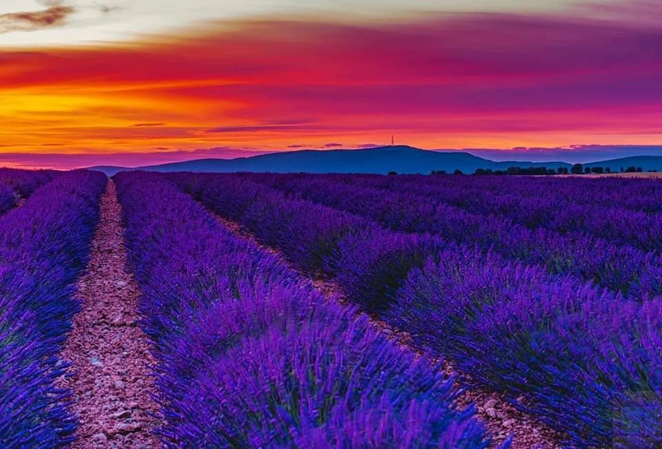 #Burgosenelmundo te muestra 
#Burgospordescubrir un #BurgosDestinodeEnsueño en #BurgosTeEspera #BurgosParaiso
Campos de Lavanda en Caleruega  #Burgos 
Por @juanlazarolazaro 
@fuentemolinosblog