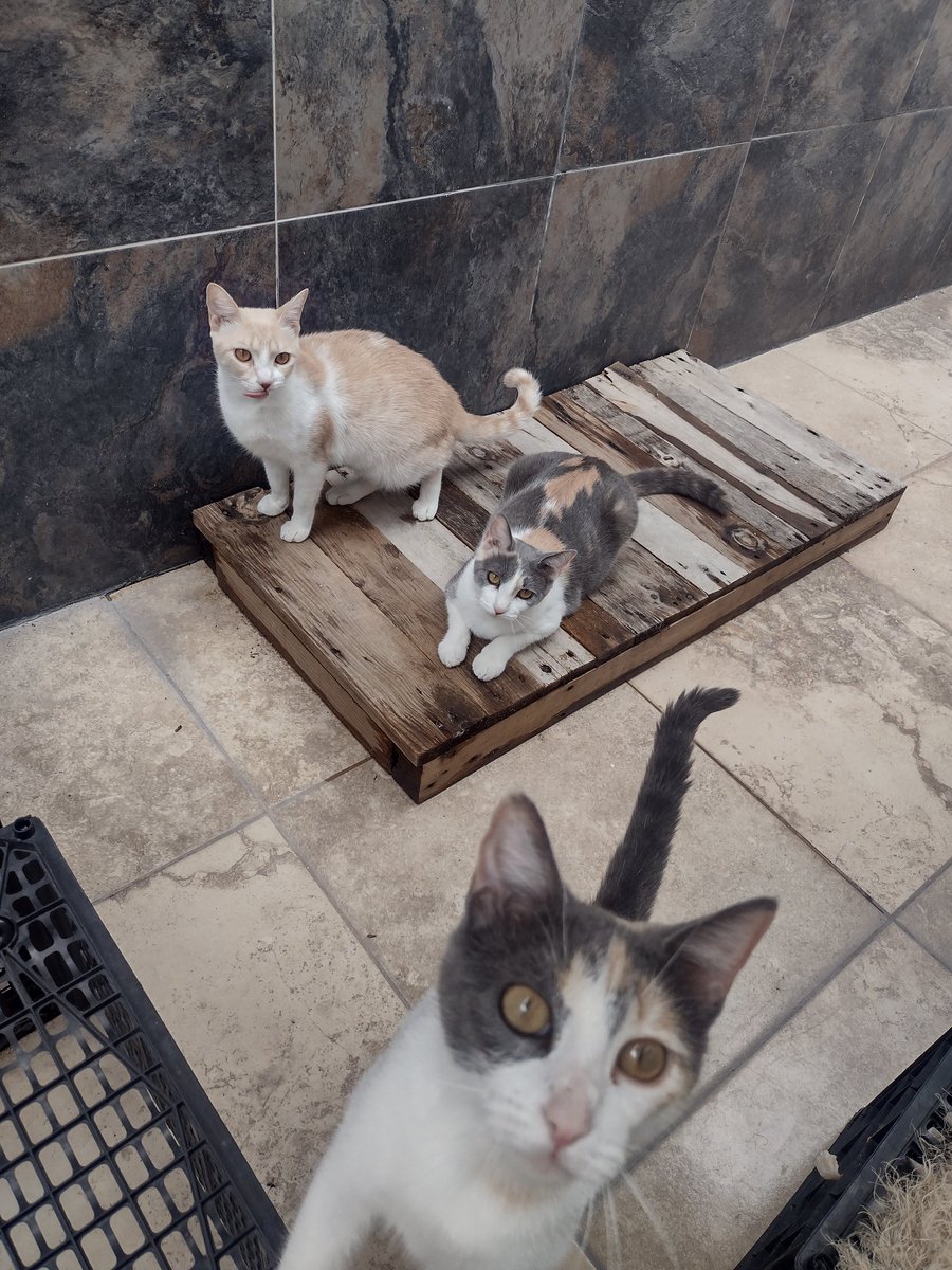 Kar_enQueretaro's tweet image. Me ayudan con RT tengo una semana para buscarles hogar, no puedo pagar pensiones y No me aceptan ya con animalitos a donde podré cambiarme, son 3 bebés hembras y 2 adultas, 2 machos bebés y 2 adultos! Quedan 4 perrines en pensión 
#Querétaro 
#adoptables #michis #CatsLover