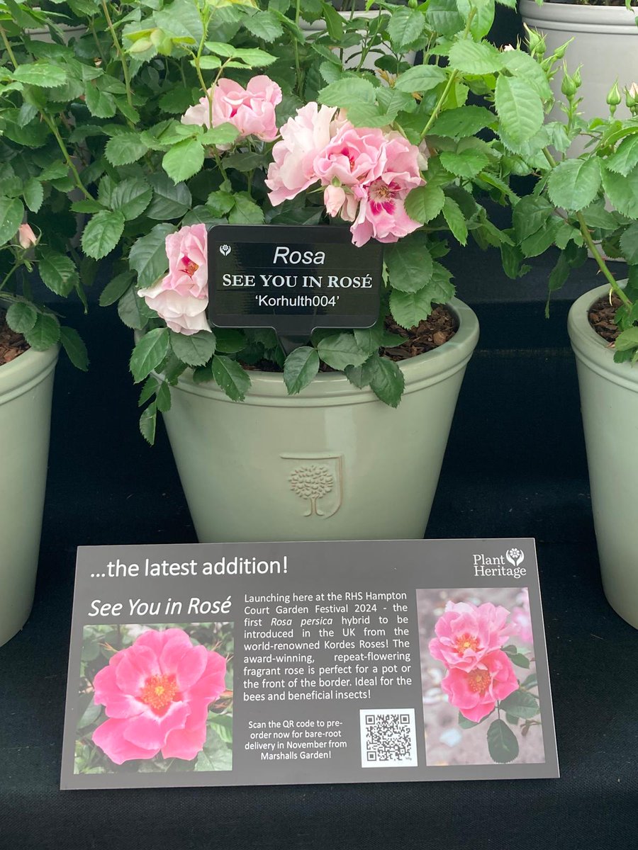 The Rose Society UK (@Therosesociety2) / Posts / X