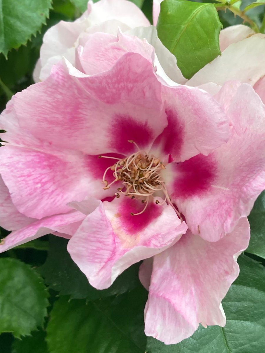 The Rose Society UK (@Therosesociety2) / Posts / X