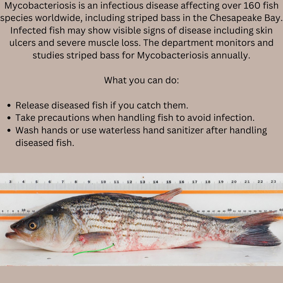 Fish Health Reminder: Mycobacteriosis in Striped Bass
Read the full fact sheet: bit.ly/4cN34bH