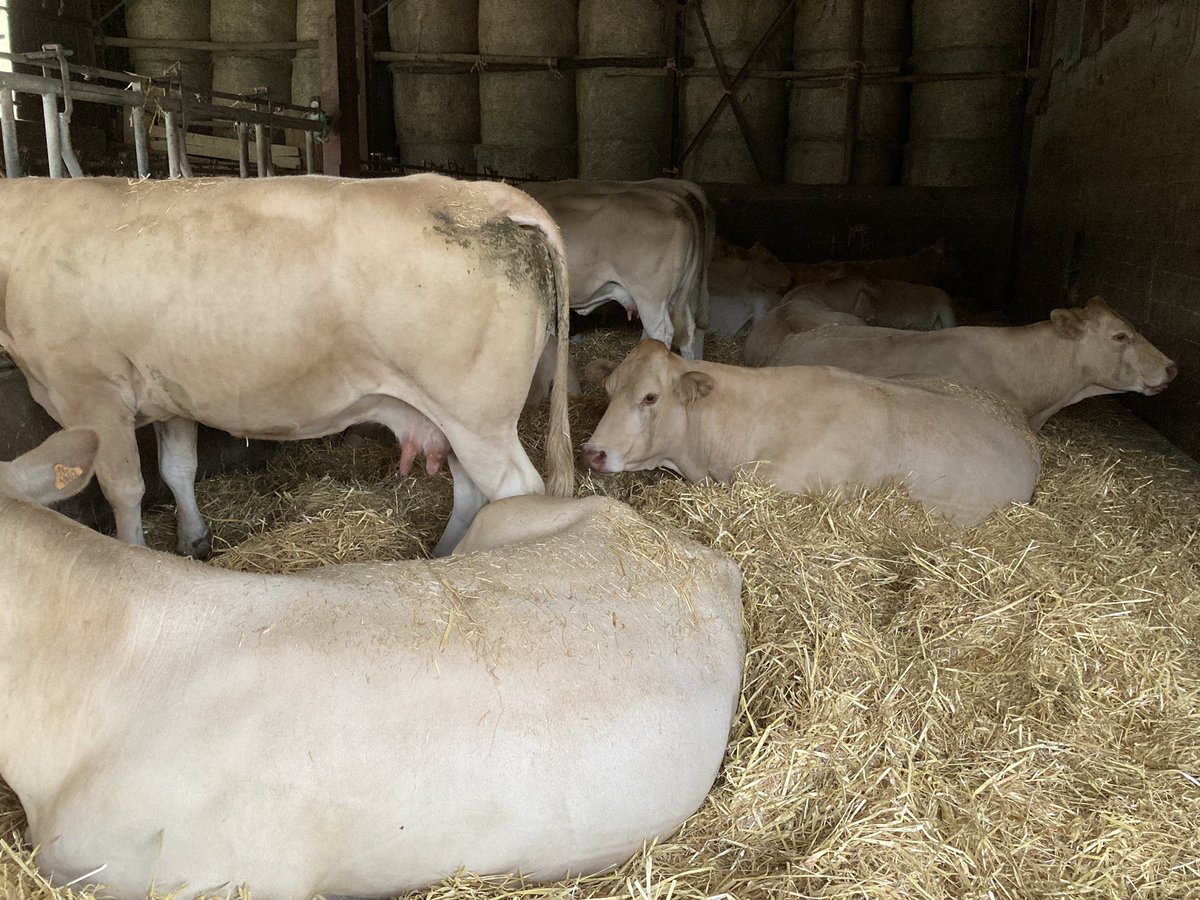 Une journée en enfer… ce soir tout le monde est au sec, quel soulagement… #FrAgTw 😮‍💨🐮